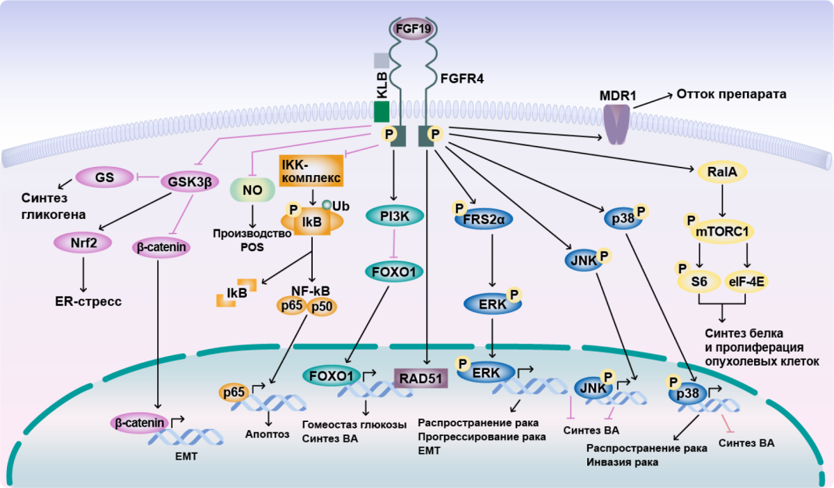 Роль гена FGFR4 в HER2-enriched в жизни клетки