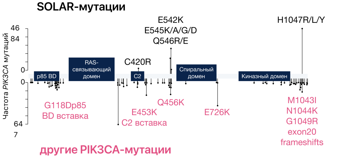 Схематическое изображение гена PIK3CA и мутаций в нем: частые SOLAR-мутации и редкие PIK3CA-мутации