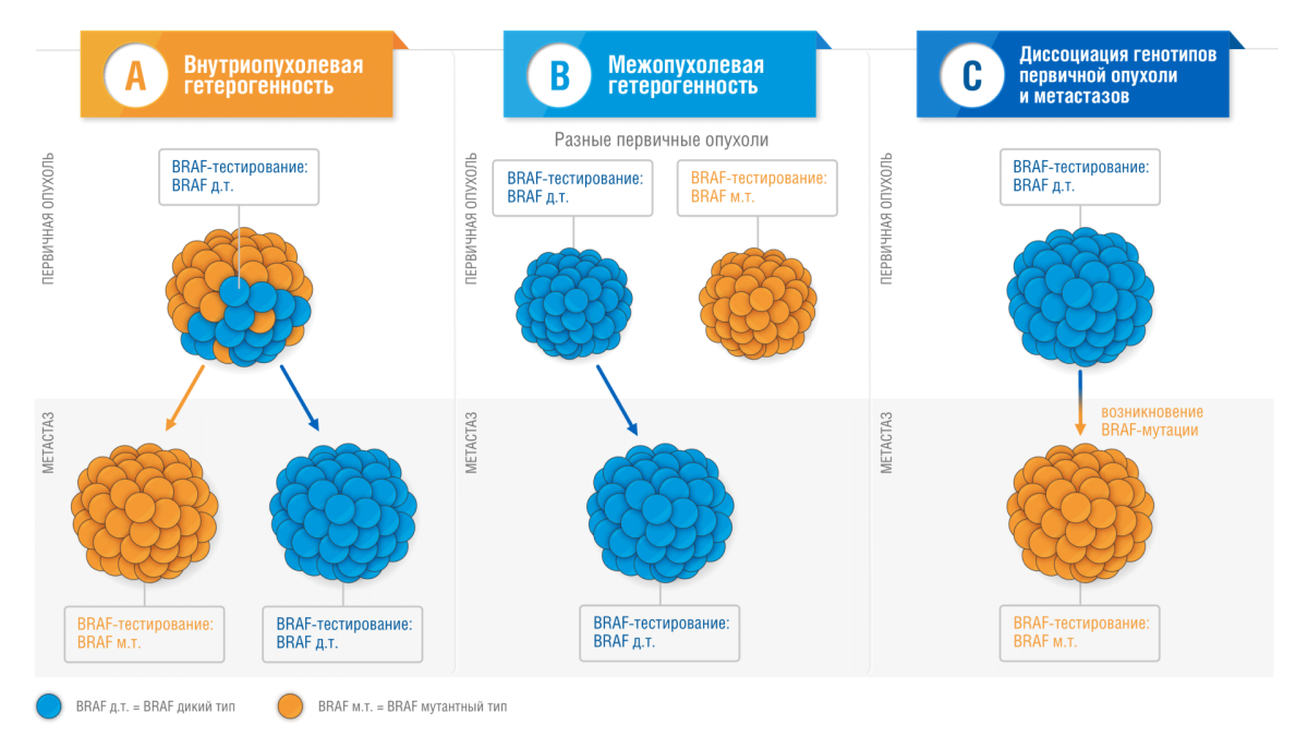 Варианты возникновения различий в BRAF-статусе первичного очага и метастаза