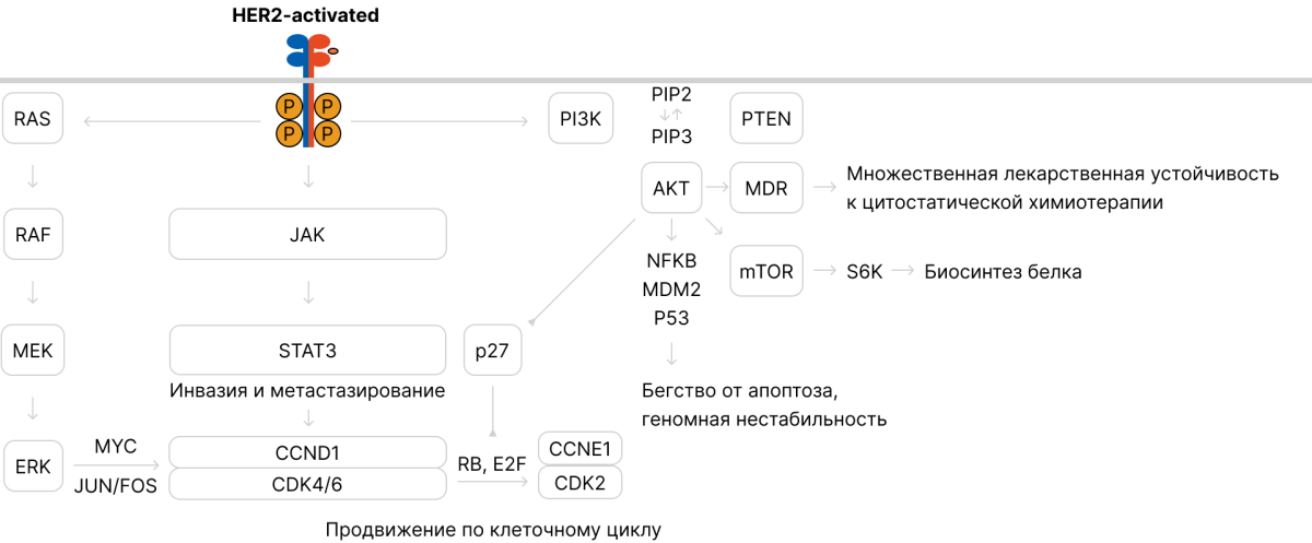 Канцерогенные процессы