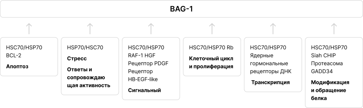Роль гена BAG1 в HER2-enriched в жизни клетки