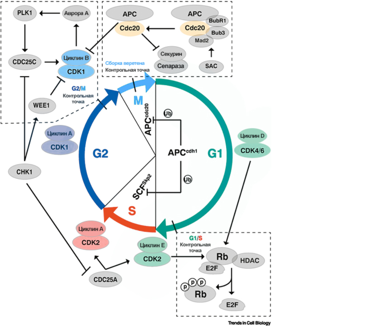 Роль гена CDC20 в HER2-enriched в жизни клетки