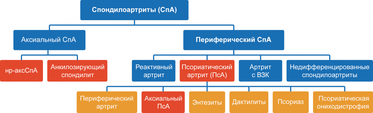 Рисунок — Современная концепция спондилоартритов Современная концепция спондилоартритов
