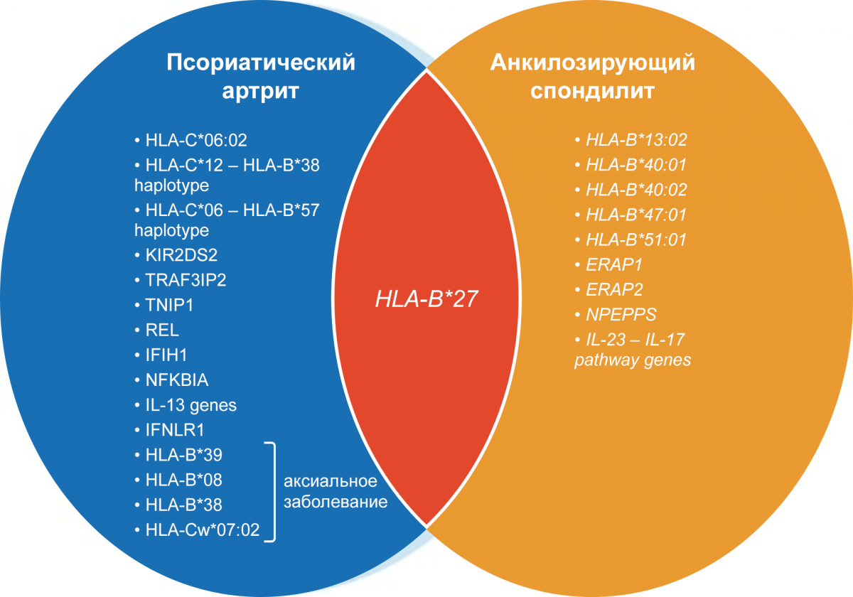 Схема - Патогенетическое сходство АС и ПсА Патогенетическое сходство АС и ПсА