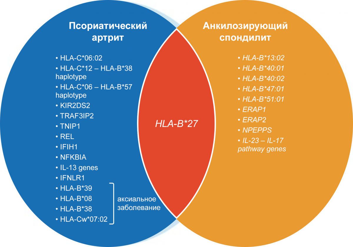 Патогенетическое сходство АС и ПсА