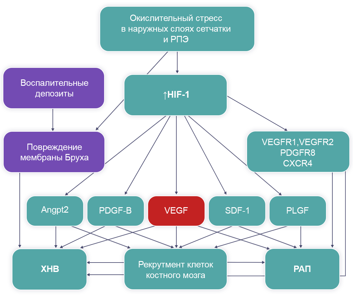 Рисунок 3. Патогенез субретинальной неоваскуляризации Патогенез субретинальной неоваскуляризации