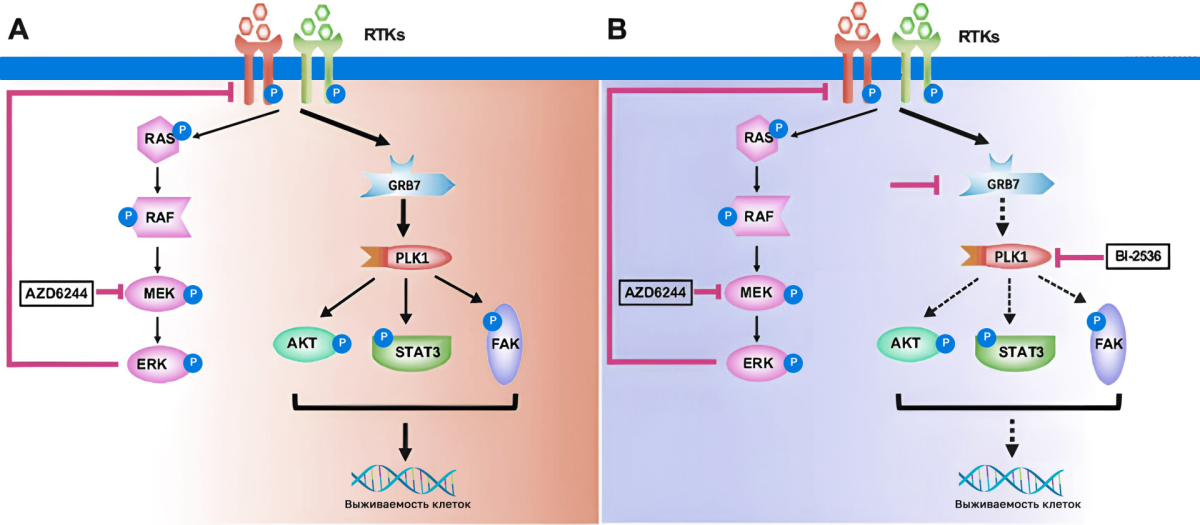 Роль гена GRB7 в HER2-enriched в жизни клетки