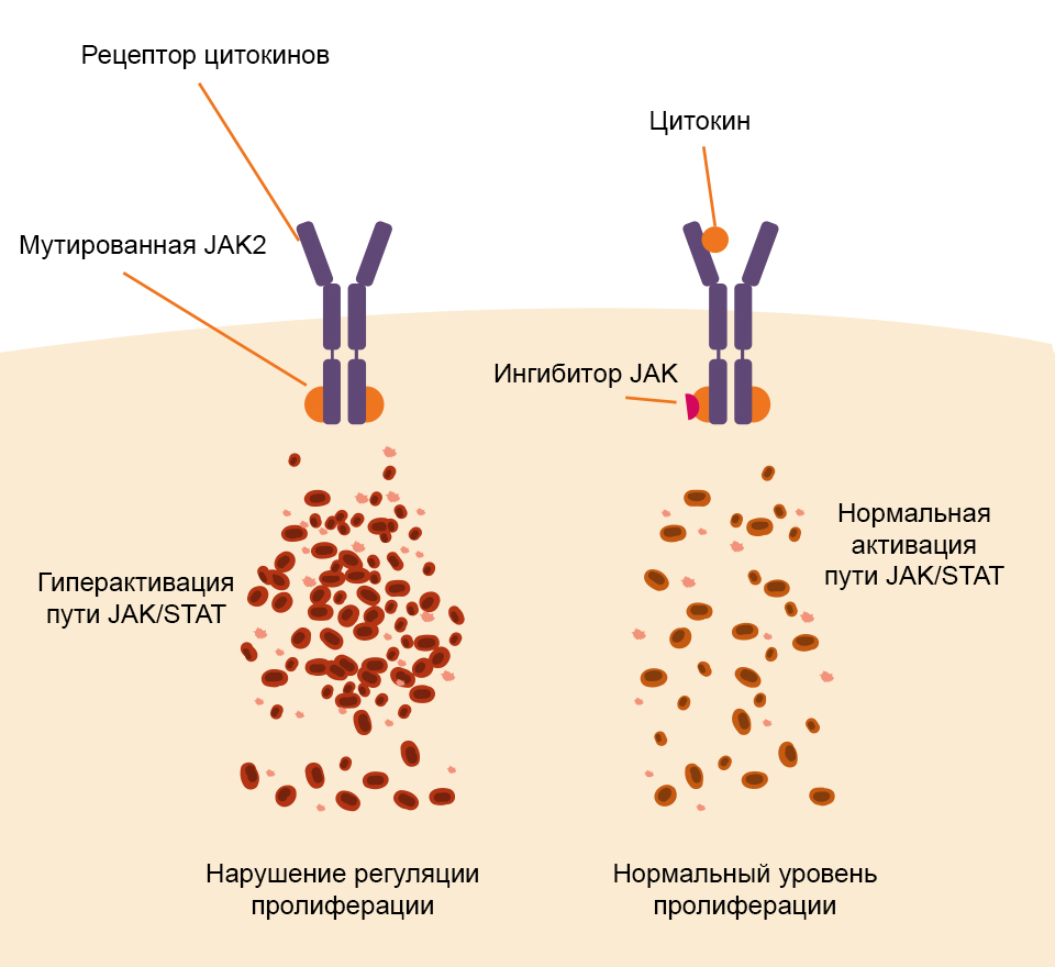Роль мутаций JAK2