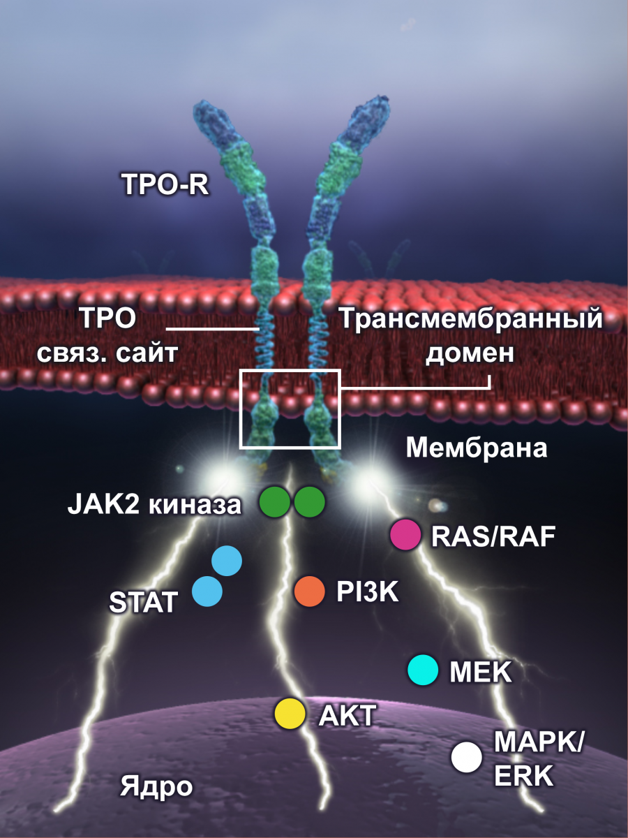 Рисунок - Новое поколение агонистов TPO-R Новое поколение агонистов TPO-R