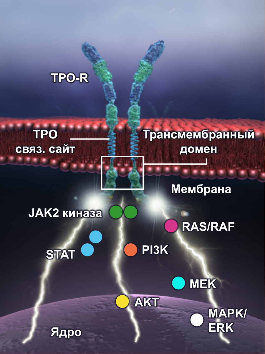 Новое поколение агонистов TPO-R