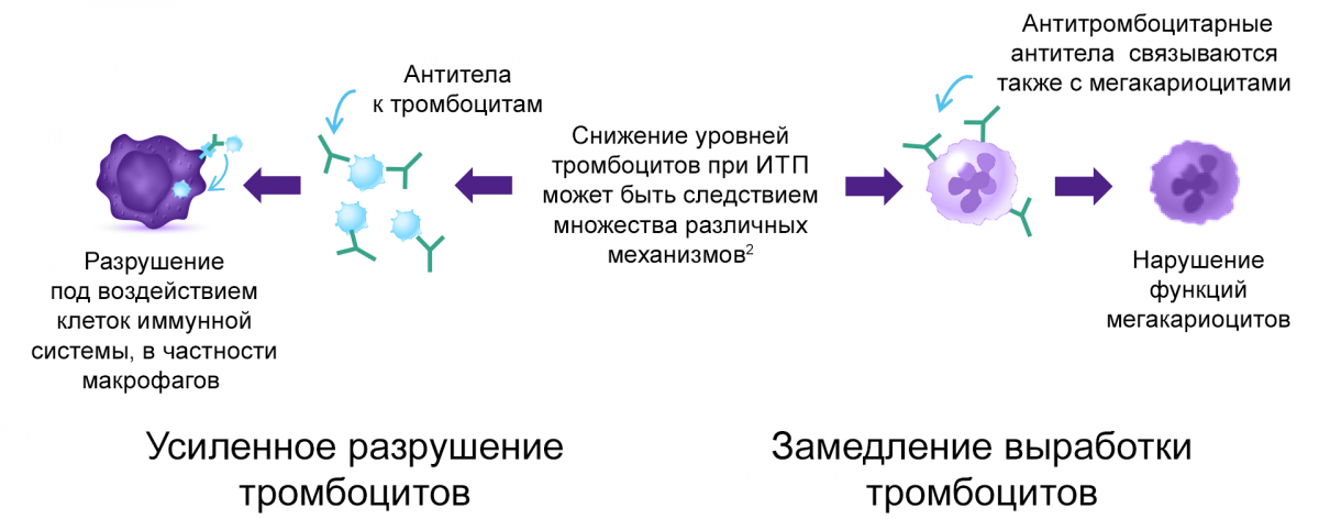 Рисунок - Иммунная тромбоцитопения у взрослых Иммунная тромбоцитопения у взрослых