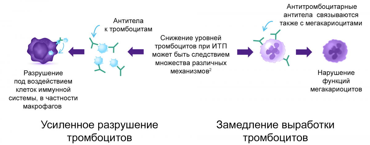 Иммунная тромбоцитопения у взрослых