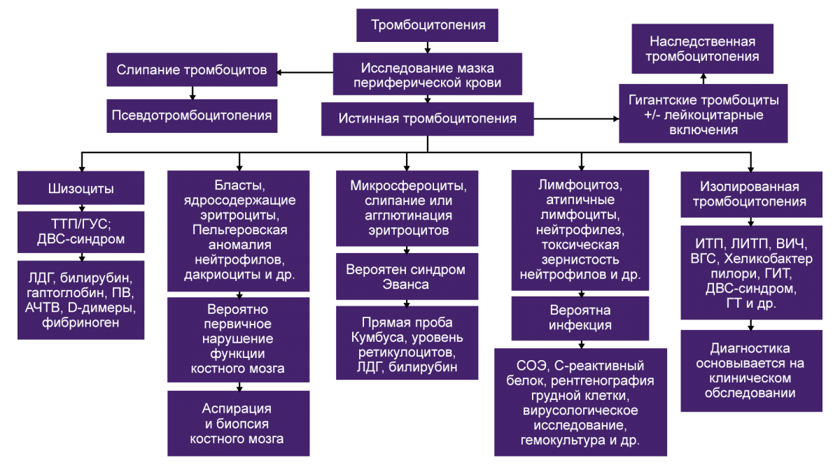 Алгоритм диагностики тромбоцитопении