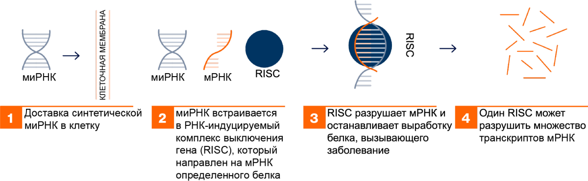 Механизм действия технологии миРНК