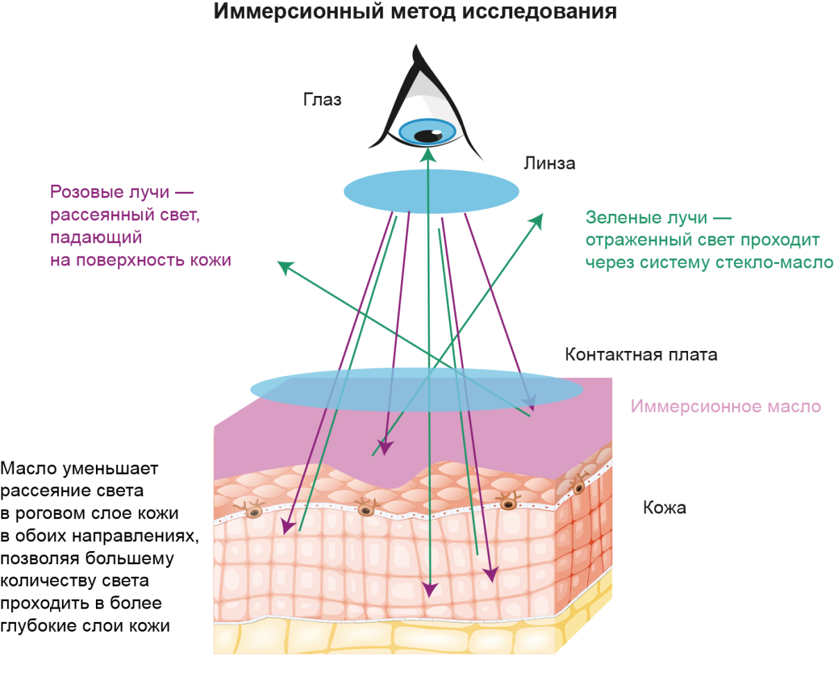 Иммерсионный метод исследования