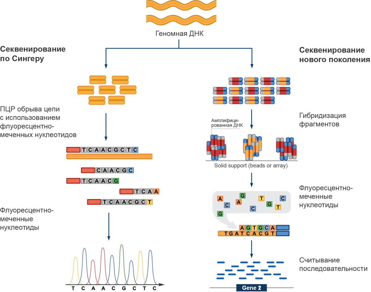 Метод секвенирования днк. Методы секвенирования нового поколения. Методы секвенирования ДНК второго поколения. NGS секвенирование нового поколения схема. Секвенирование ДНК по Сэнгеру.