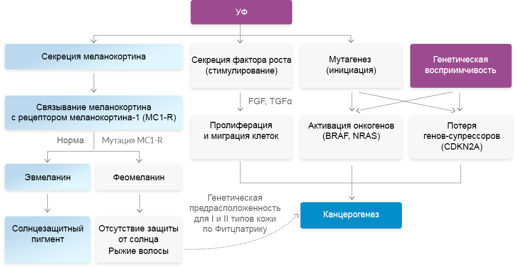 Патогенез меланомы