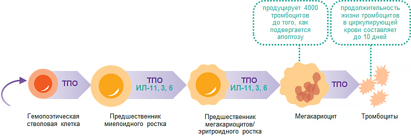 Схема - Продукция тромбоцитов Продукция тромбоцитов