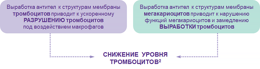 Схема - ИТП патогенез ИТП патогенез