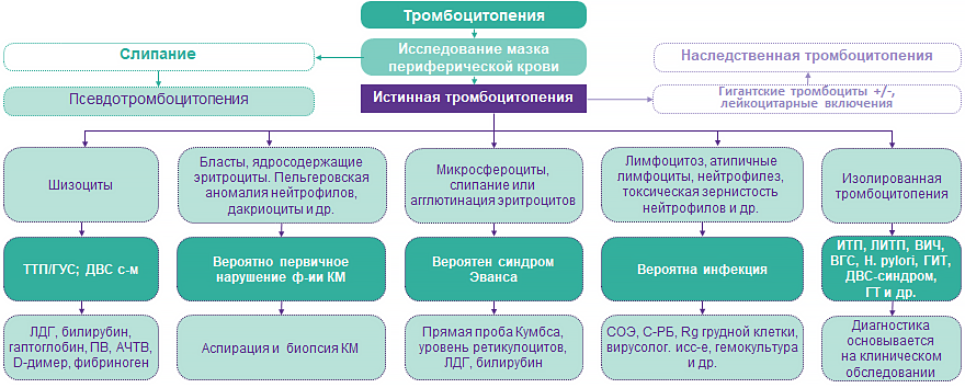 Схема - Алгоритм диагностики на основании мазка периферической крови Алгоритм диагностики на основании мазка периферической крови