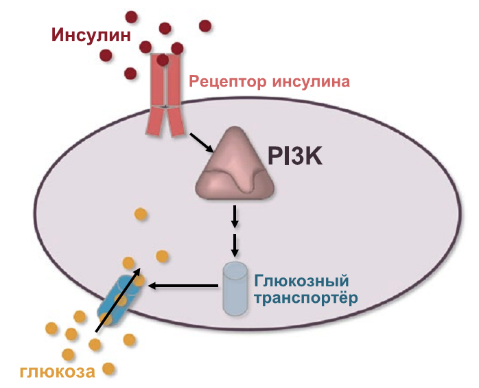 Передача сигнала от рецептора инсулина