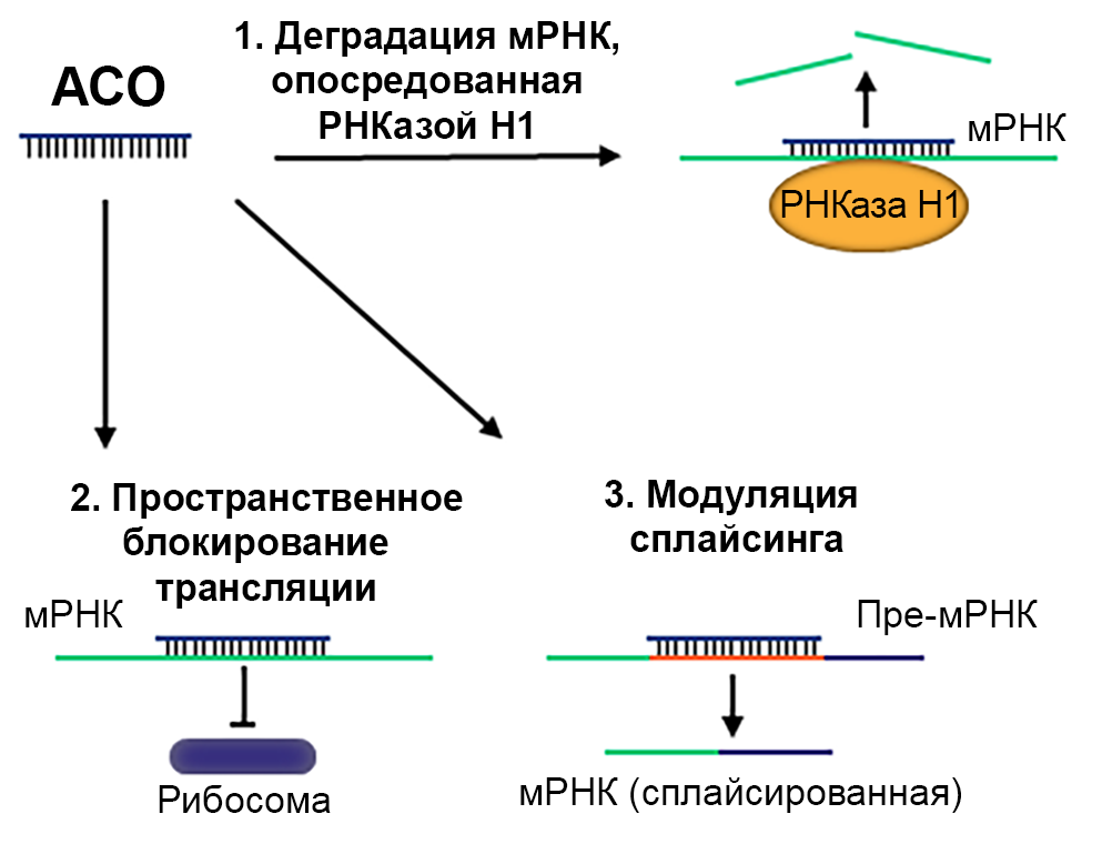 Рисунок 2 — Механизм действия АСО Механизм действия АСО