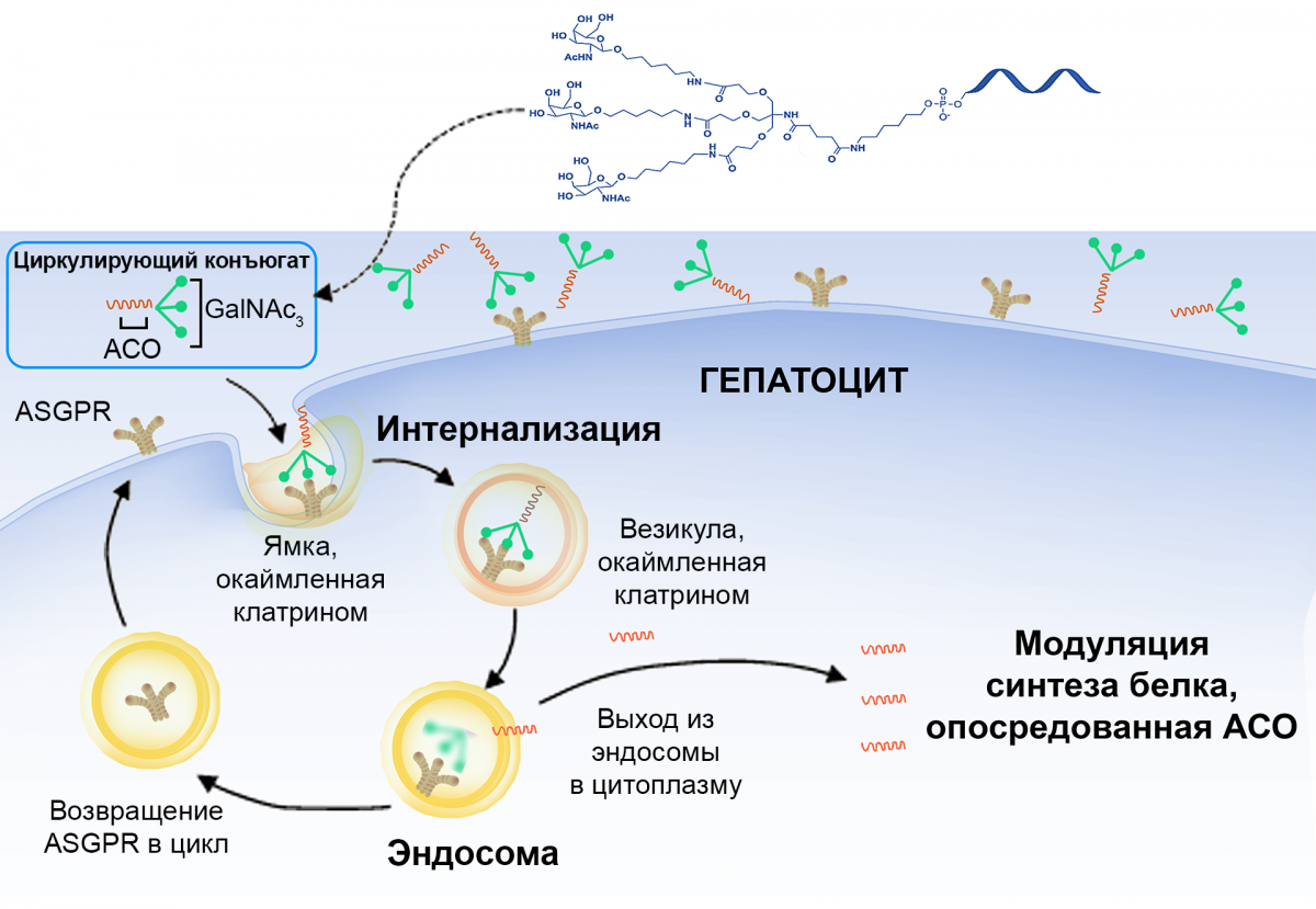 Рисунок 3 — Механизм таргетной доставки в гепатоциты Механизм таргетной доставки в гепатоциты