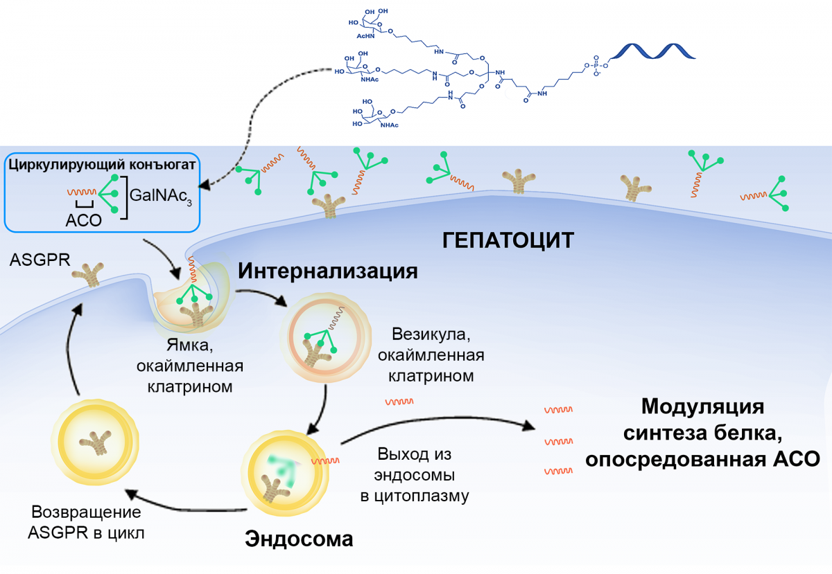 Механизм таргетной доставки в гепатоциты