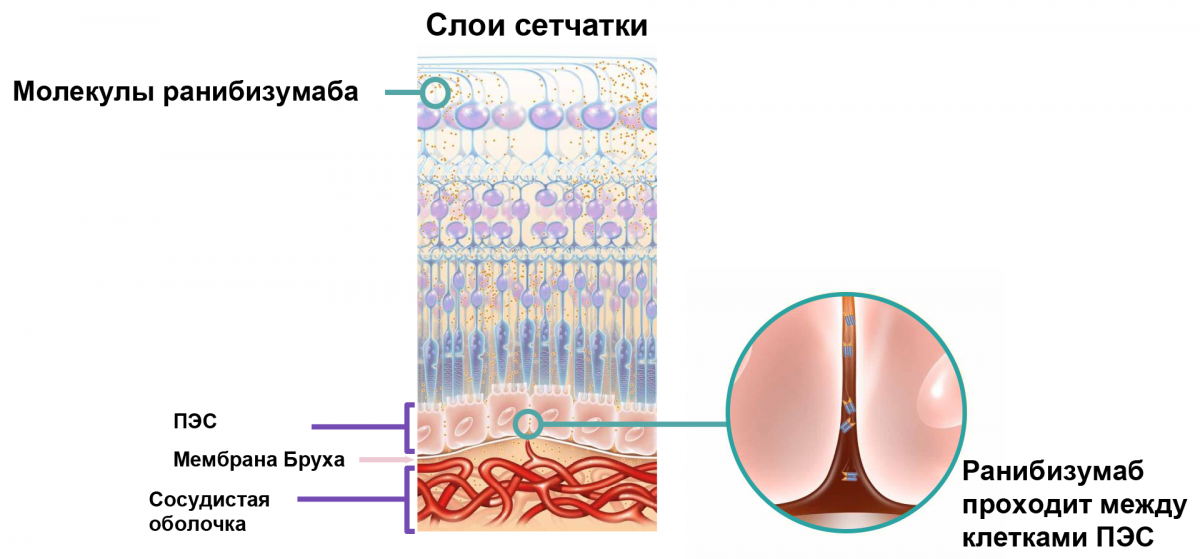 Прохождения молекул ранибизумаба через слои сетчатки