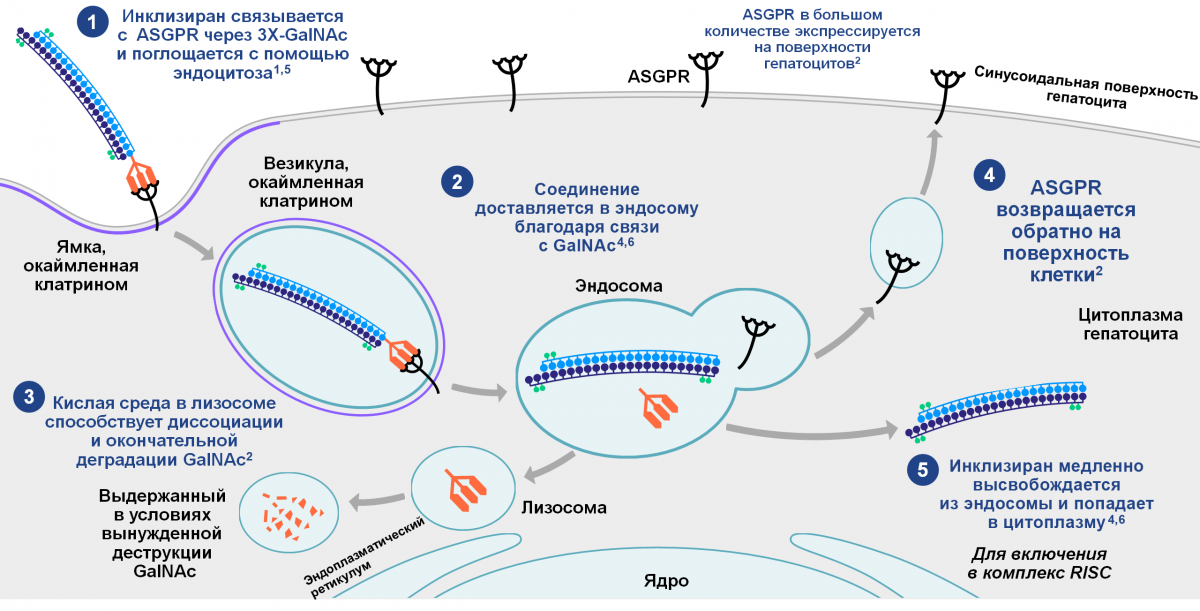 Рисунок 2 — Механизм действия инклизирана Механизм действия инклизирана
