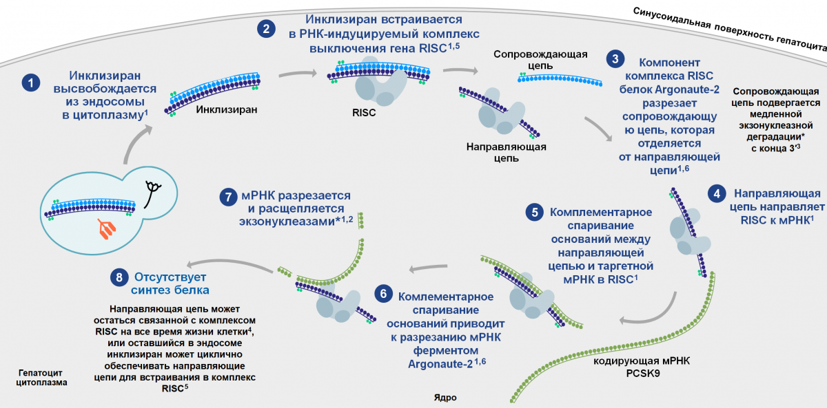 Рисунок 3 — Механизм действия инклизирана Механизм действия инклизирана