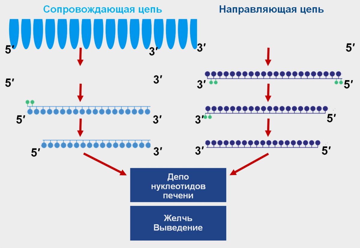 Рисунок 4 — Метаболизм инклизирана Метаболизм инклизирана