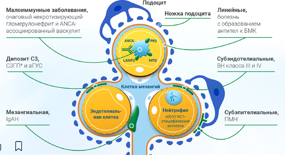 Приложение 2. Локализация отложений комплемента определяет характер почечной патологии