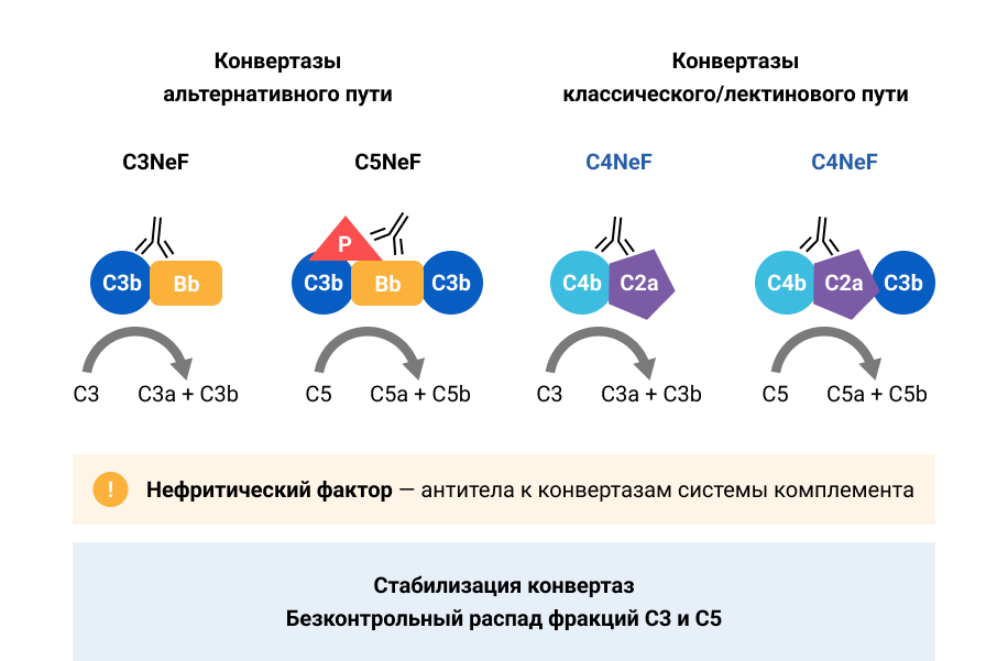 Схема 1. C-нефритические факторы