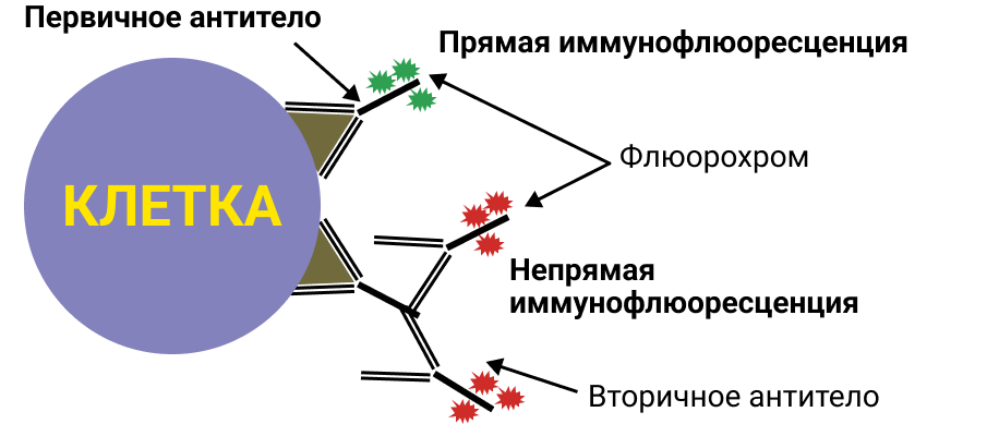 Прямая иммунофлюоресценция