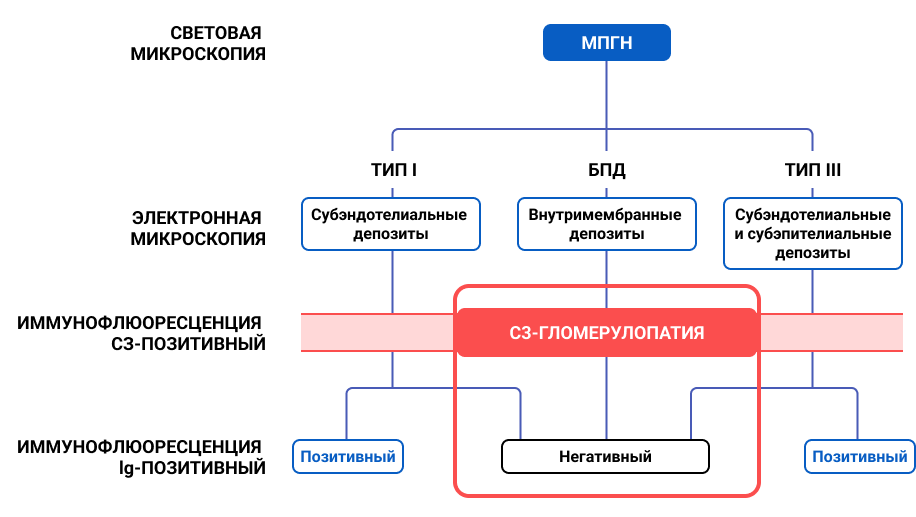 Рисунок 1. Подход к дифференциальной диагностике мембранопролиферативного гломерулонефрита с использованием данных световой микроскопии, ЭМ и ИФ4. 