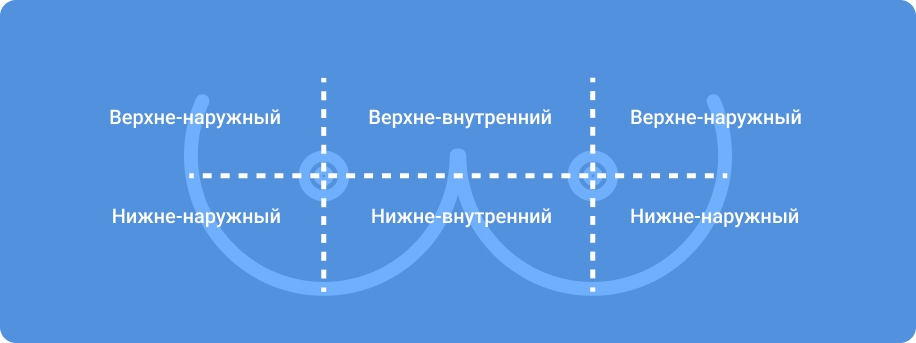 Construction of mammary glands
