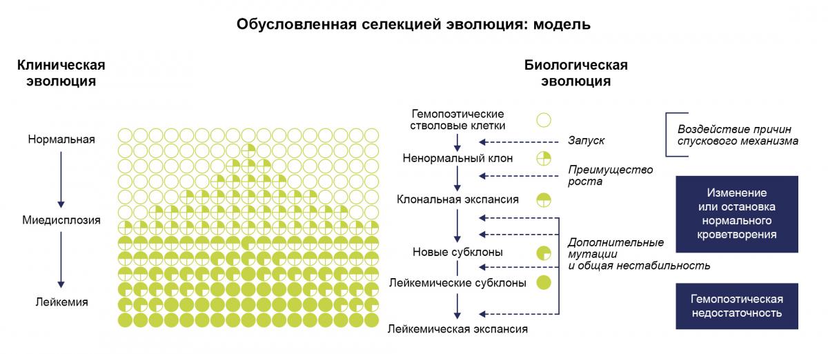 Обусловленная селекцией эволюция: модель