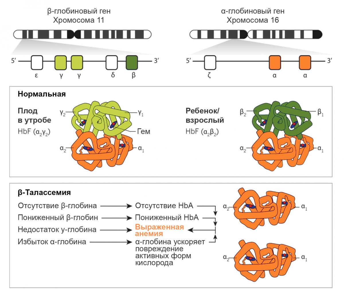Глобиновые гены и их дисфункция при β-талассемии