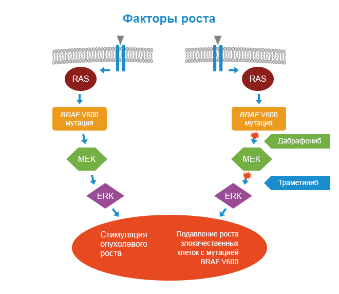 Факторы опухолевого роста